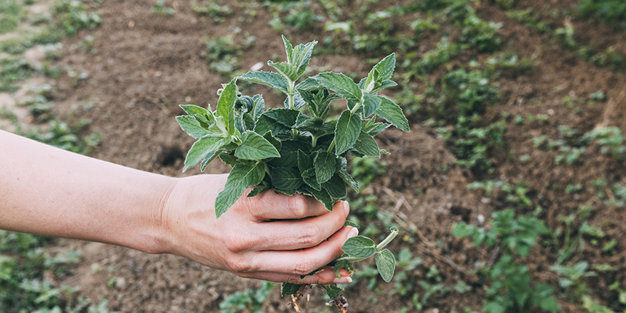 Le bail rural à clauses environnementales
