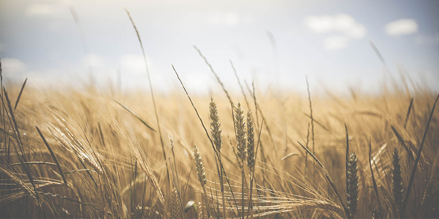 Peut-on céder un bail rural ?