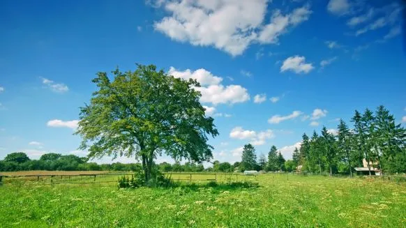 Construction et contraintes liées à la conservation des arbres sur un terrain - Crédit photo : &copy; @freepik