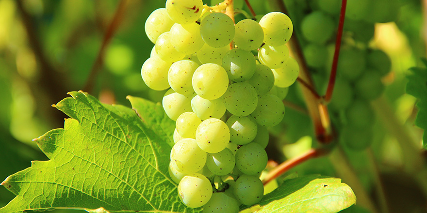 Le contrat de vendanges