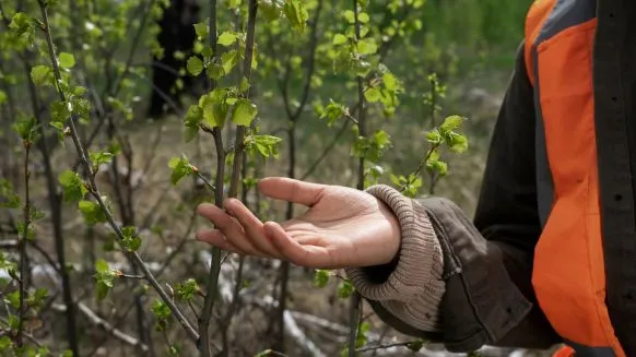 Le régime forestier : pour la préservation des forêts - Crédit photo : &copy; Freepik