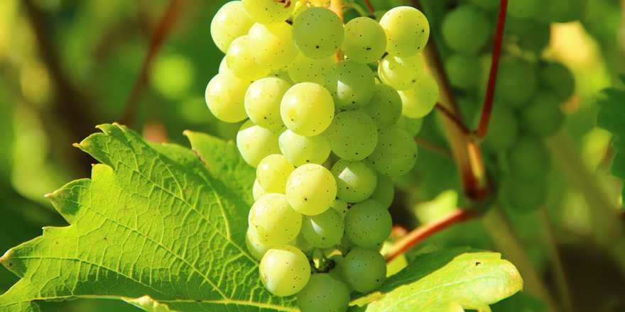 Quid du groupement foncier viticole