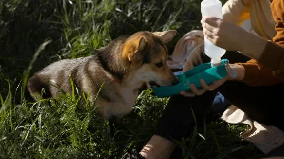  Les recours en cas de dommages corporels causés par un animal - Crédit photo : &copy; Freepik