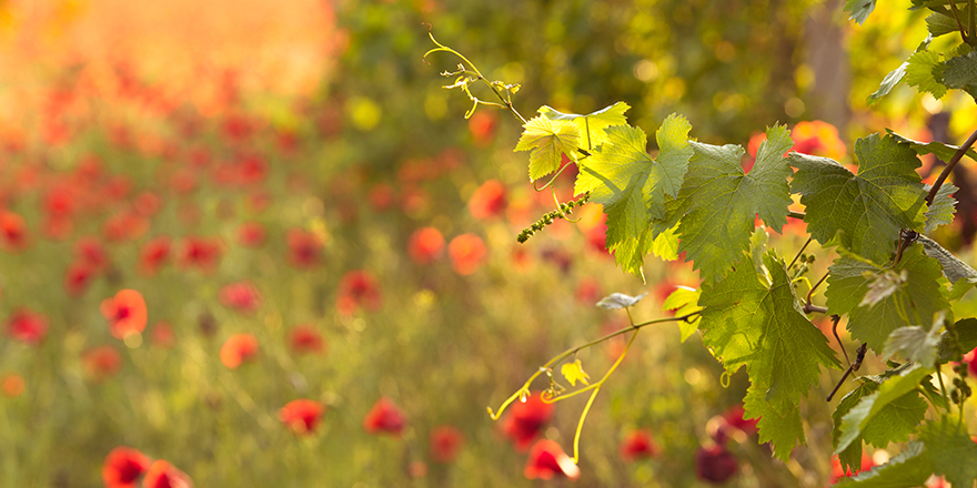 Produits bio : Quelle réglementation à respecter pour l'agriculteur ?