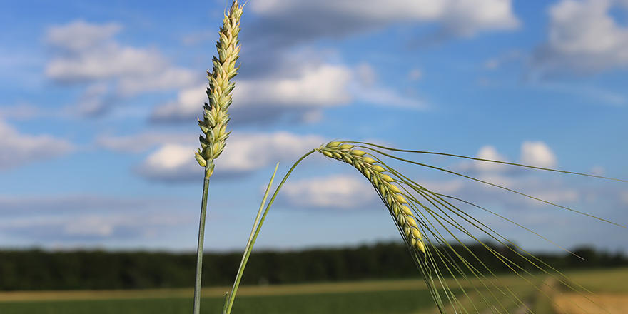 Comment résilier un bail rural ?